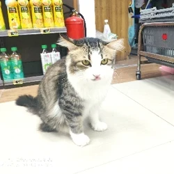 GD扭
