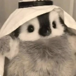 七棉骰子