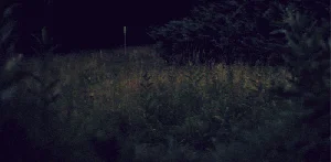 萤火虫群